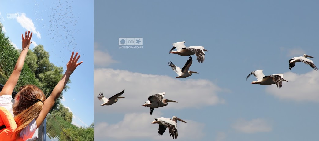 pelicani, Delta Dunarii