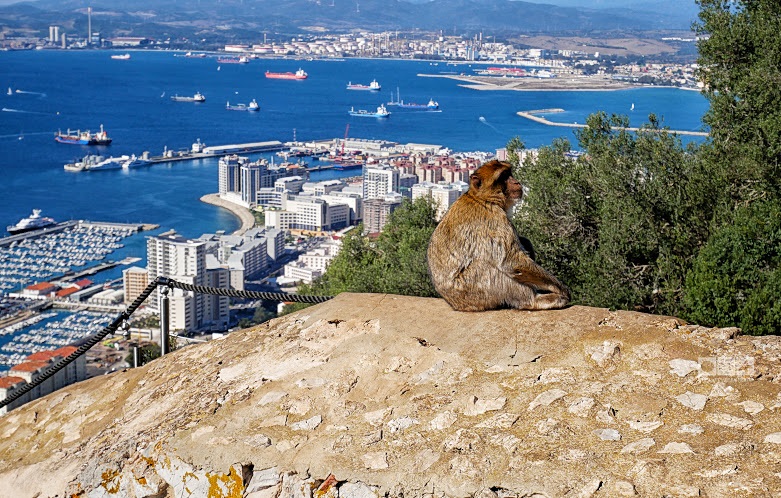 Gibraltar: după maimuțe
